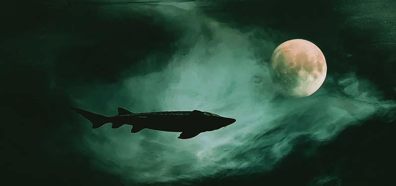 August Full Moon