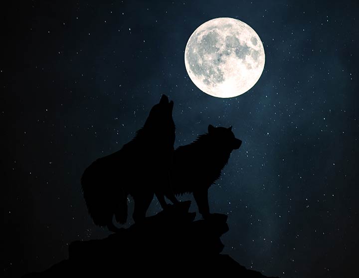 wolf Full Moon