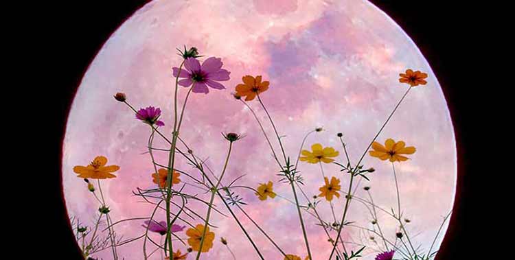 Full Flower Moon